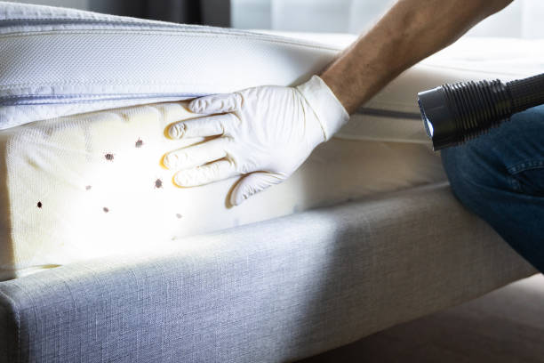 Best Pest Removal Services  in El Lago, TX