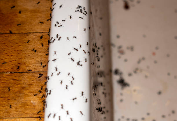 Best Pest Prevention Services  in El Lago, TX